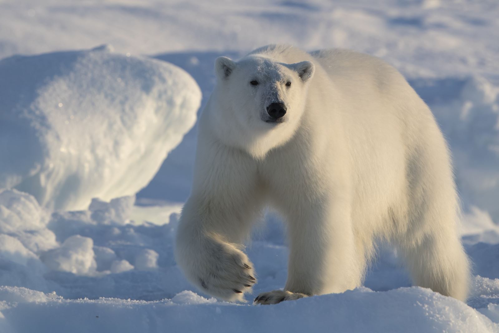 В какой среде обитает белый медведь. Ареал обитания белых медведей. Среда обитания белого медведя. Белый мишка. Белый медведь обитает.