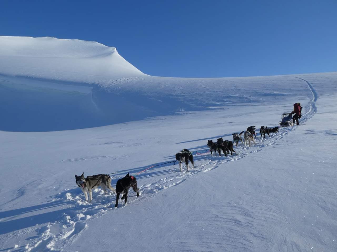 Dogs apt to pull 2024 sleds