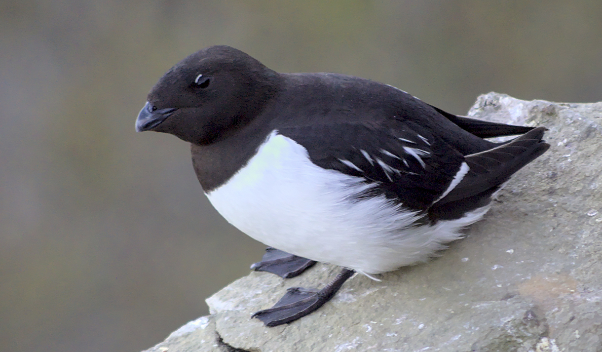 Fuglefjella: Wildlife Hike from the Coast - Svalbard Fuglefjella: Wildlife Hike from the Coast - Svalbard