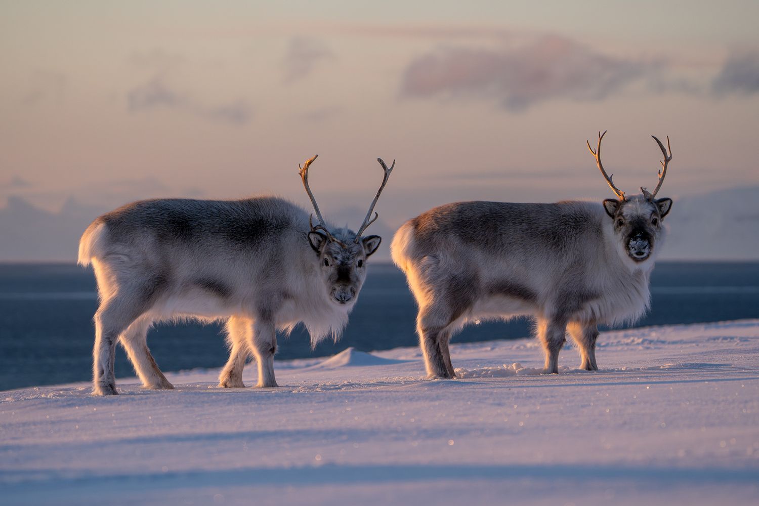 Snowmobile Safari to Fridtjovhamna and Van-Mijenfjorden - Svalbard